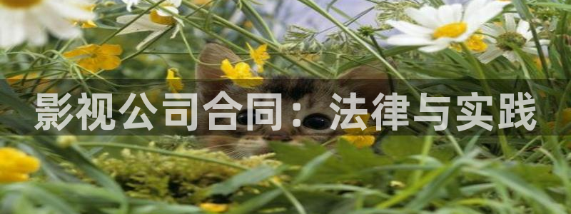 人人影视app下载官网